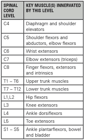 Spinal cord level table