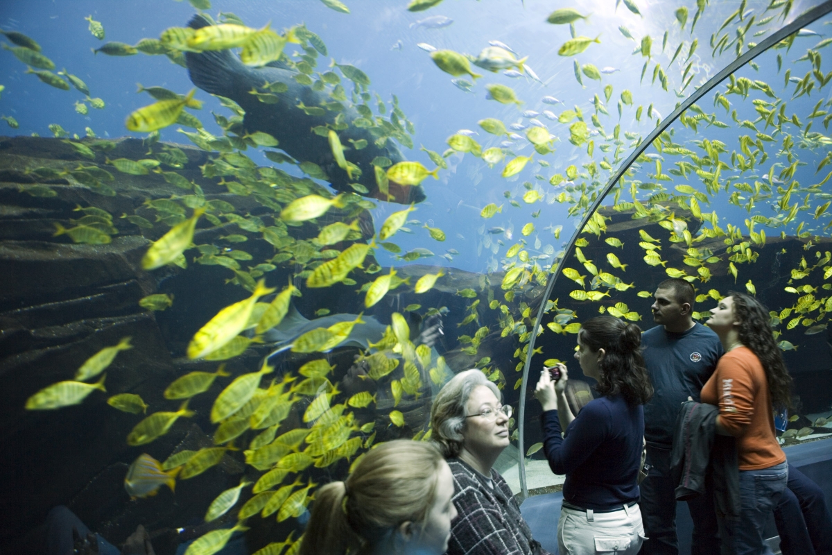 The Georgia Aquarium, Atlanta, Ga.