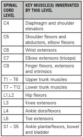 Spinal Cord Injury Levels And Function Chart