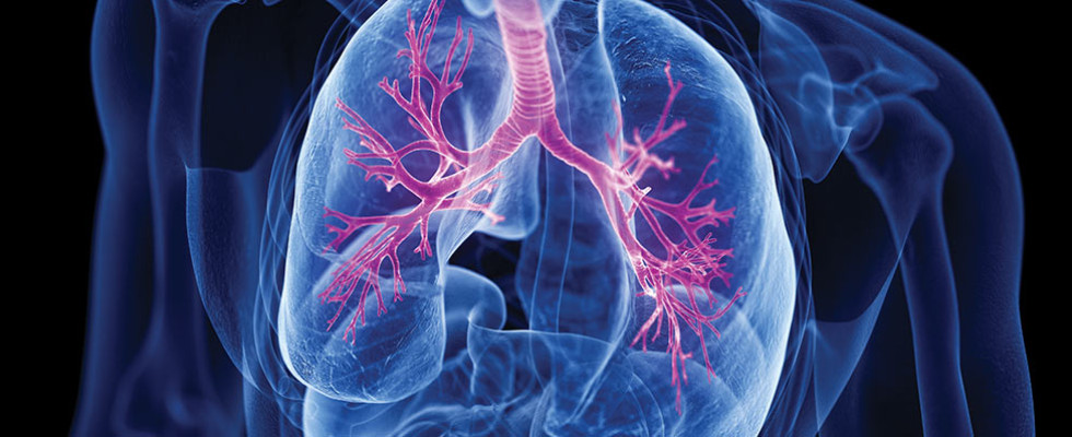 A picture of the human lungs