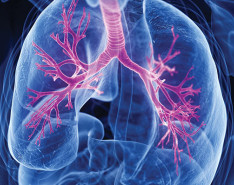 A picture of the human lungs