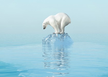 A polar bear standing on a small block of ice surrounded by water